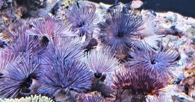 Смесь питательных веществ способствует процветанию фитопланктона: экспериментальные доказательства повсеместного совместного ограничения питательных веществ