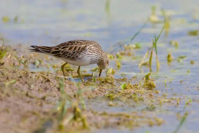 Низкое генетическое разнообразие домашних хорьков