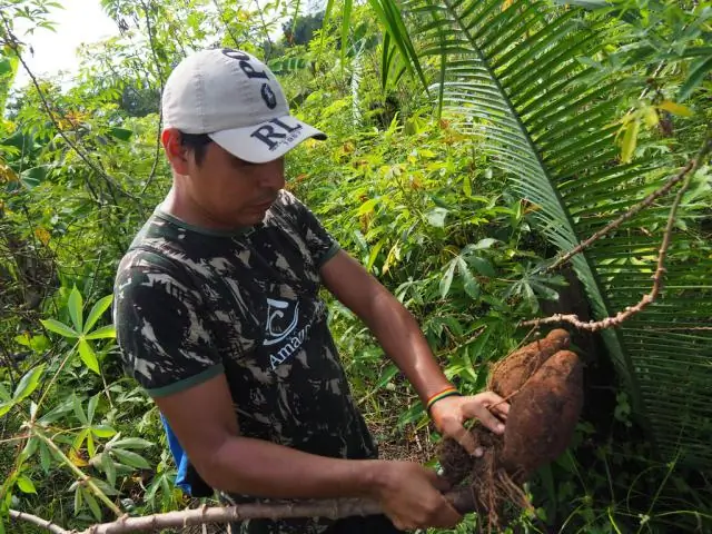 Новый анализ показывает, что Бразилия замедляет вырубку лесов с помощью программы регистрации земли