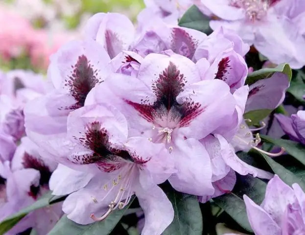 Геометрия играет важную роль в поведении клеток