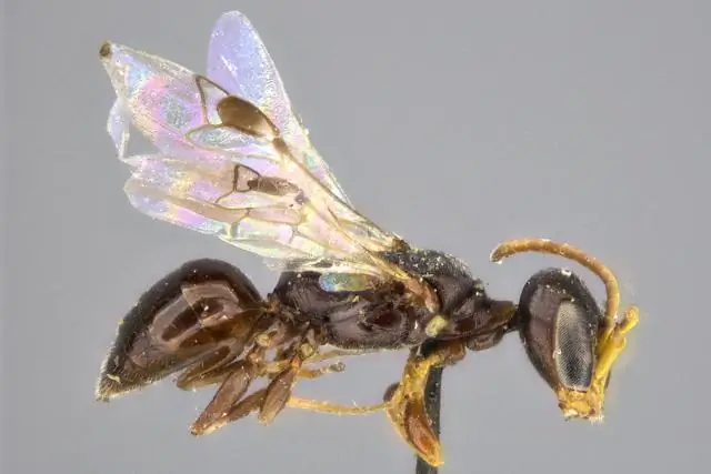 Удивительная эволюция: осы-землекопы и их химический состав