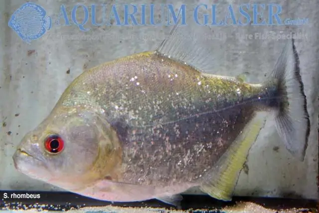 Что общего у пираний и золотых рыбок?