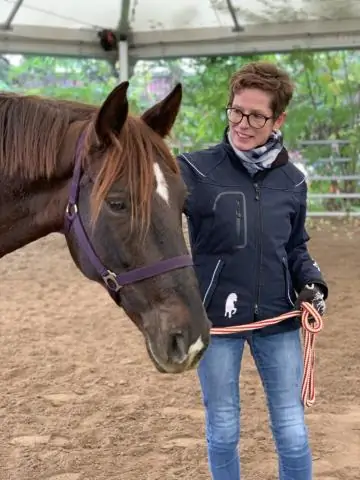 Лошади могут читать язык нашего тела, даже если они нас не знают