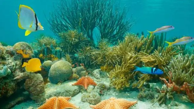 Карибские острова открывают «затерянный мир» древних млекопитающих