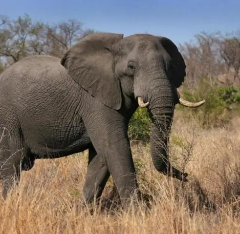 Млекопитающие перешли на дневную активность после вымирания динозавров