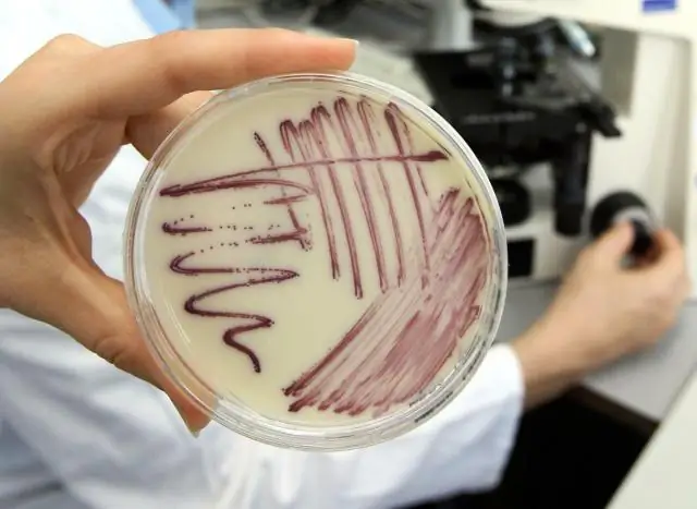 Открытие циркадных часов может помочь повысить эффективность использования воды на пищевых предприятиях