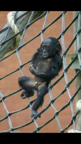 Бонобо помогают незнакомцам, даже если их об этом не просят: люди - не единственные виды, стремящиеся произвести хорошее первое впечатление