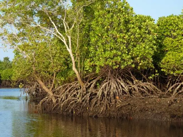 Обширная потеря деревьев в африканских саваннах: виноваты пожары, вызванные людьми, а не слоны