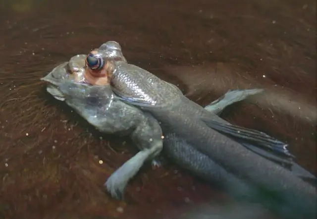 Биоразнообразие морских водорослей является одновременно и целью, и средством восстановления