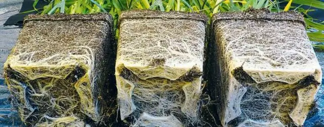 Разведение высокопродуктивной кукурузы снизило ее способность к адаптации