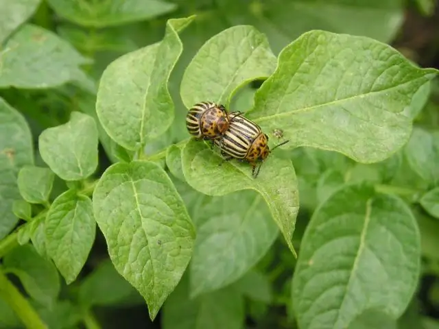 Визуализация механизма генной инженерии