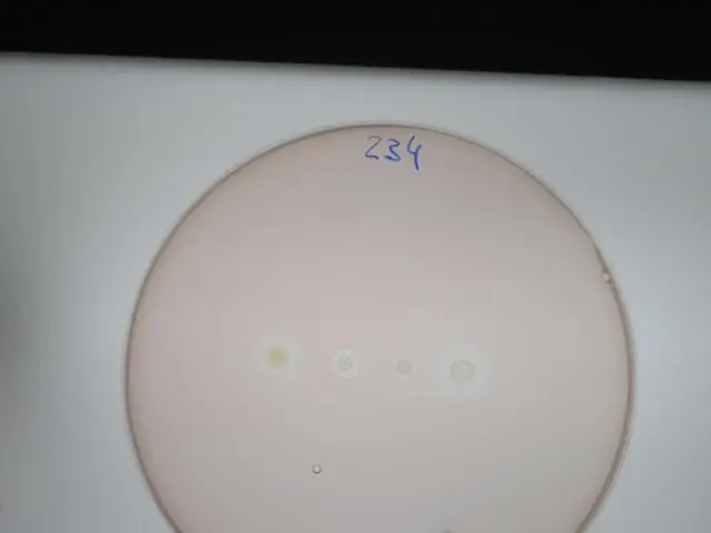 Обнаружены новые механизмы, которые бактерии используют для защиты от антибиотиков