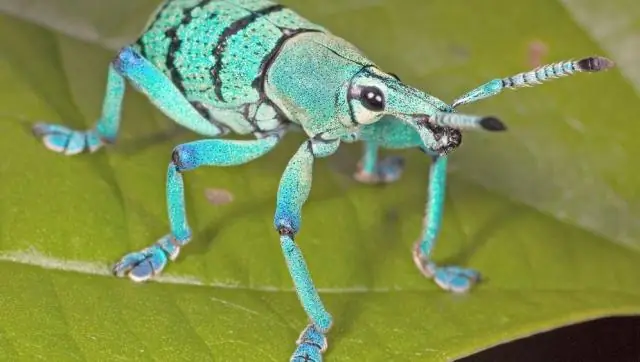 Биологи создали жука с функциональным дополнительным глазом: «трехглазое» насекомое может помочь раскрыть механизм самоорганизации, стоящий за эволюцией новых сложных признаков