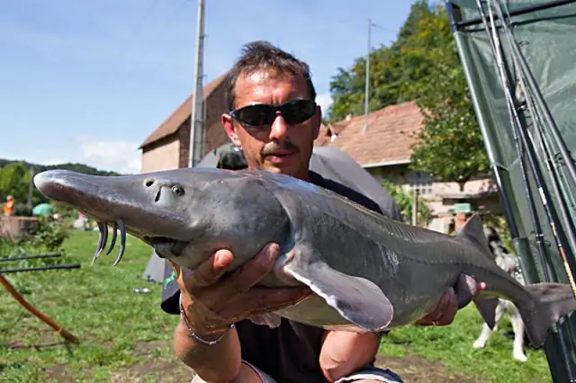 Род европейских бумажных ос впервые пересмотрен с использованием интегративной таксономии