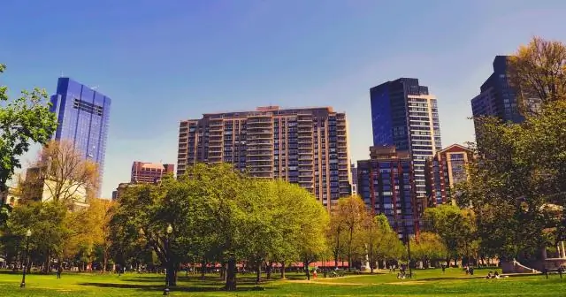 Городские деревья во всем мире растут быстрее: международное исследование влияния изменения климата на рост деревьев