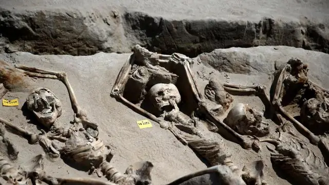 Археологи находят самые ранние свидетельства виноделия: открытие 8000-летнего производства вина на древнем Ближнем Востоке