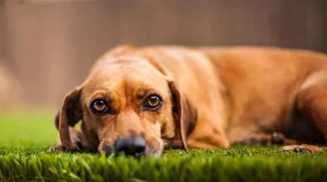 Самки мангустов помогают своим детенышам, вытесняя соперников