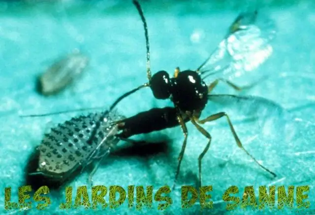 Паразитические растения полагаются на необычный метод распространения своих семян: конвергентная эволюция внутреннего распространения семян верблюжьими сверчками