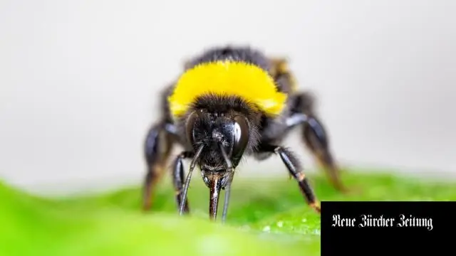 Пестициды могут привести к тому, что шмели перестанут жужжать, показало исследование