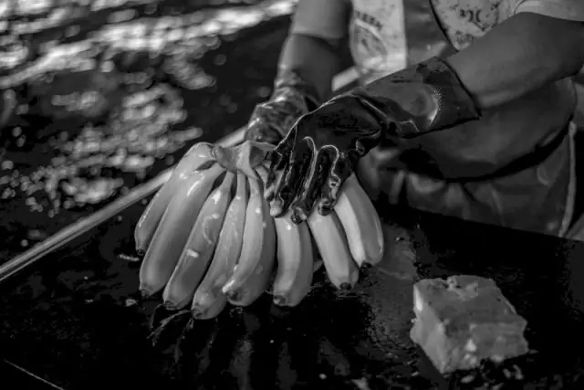 Спасение Кавендиша: Панамские устойчивые к болезням бананы