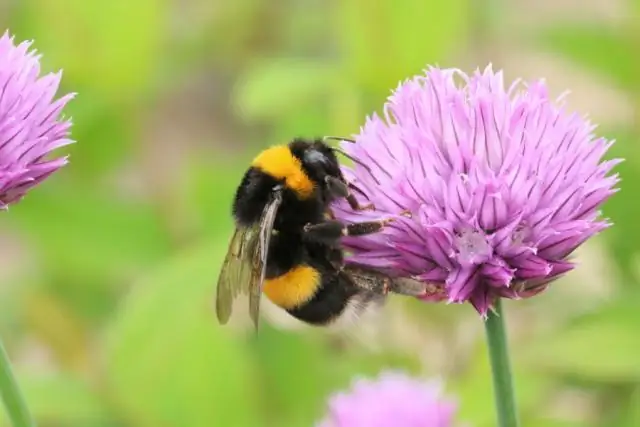 Цветок привлекает насекомых, притворяясь грибом