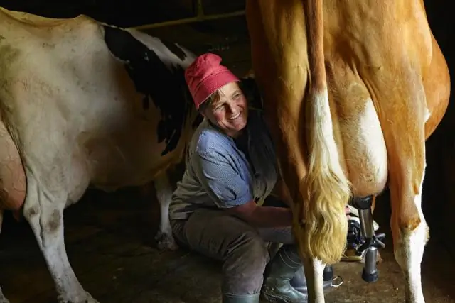 Как сделать коров счастливыми: бразильское исследование показывает, как небольшие изменения на фермах могут снизить уровень стресса у крупного рогатого скота