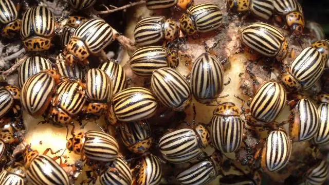 Что считается «природой»? Все это зависит