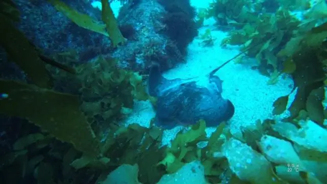 Как крошечное морское животное кормит себя и океан