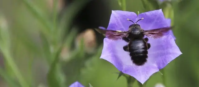 Виды на севере более уязвимы к изменению климата