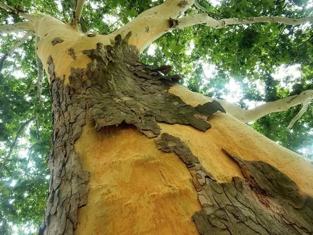 Горячие и обеспокоенные: экономисты-экологи, изучающие влияние изменения климата на производство в Китае, предсказывают существенные потери к середине 21 века