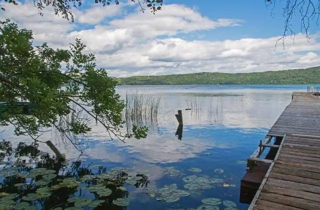 Водные растения могут помочь удалить загрязняющие вещества из озер