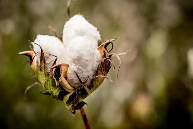 Морские водоросли являются ключевыми рыбными угодьями во всем мире