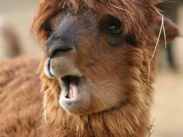 Эти кошачьи лемуры поднимают «вонь», когда флиртуют с потенциальными партнерами