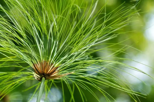 Глиняные минеральные воды Мантия Земли изнутри: рентгеновские измерения высокого давления позволяют по-новому взглянуть на процессы, вызывающие вулканизм