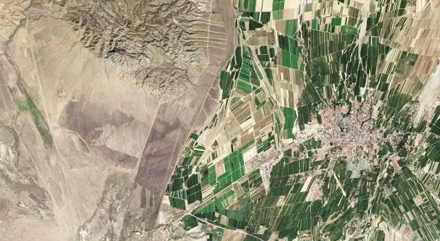 Светло-зеленые растения экономят азот, не жертвуя эффективностью фотосинтеза