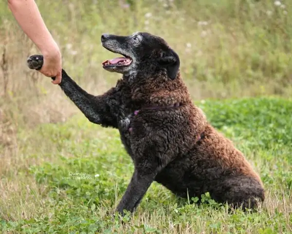 Пустынных муравьев не обманешь: мастера-навигаторы умеют оценивать надежность ориентиров в поисках пути домой