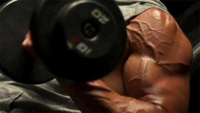 Удивительная роль мышц в регенерации тканей, исследование показало: исследователи выделяют отдельные подгруппы мышц, которые организуют повторный рост и моделируют его