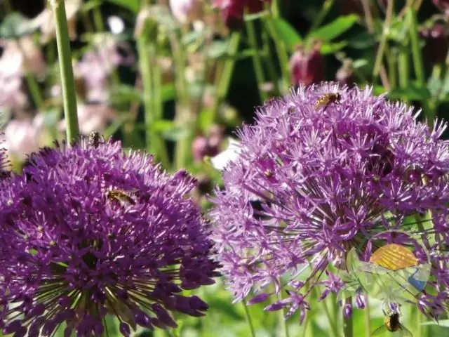 Помощники в гнезде могут позволить птицам-матерям откладывать более мелкие яйца