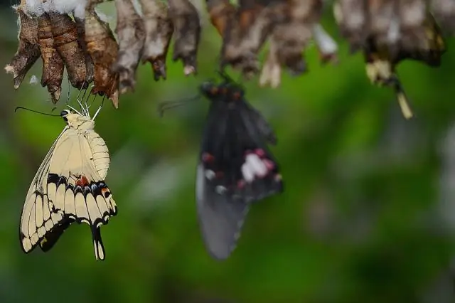 Возвращение аборигенной дикой индейки – установление целей устойчивого вылова на основе ограниченных данных