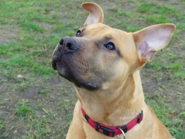 Собаки получают голливудскую обработку, чтобы сделать анимацию животных более реалистичной