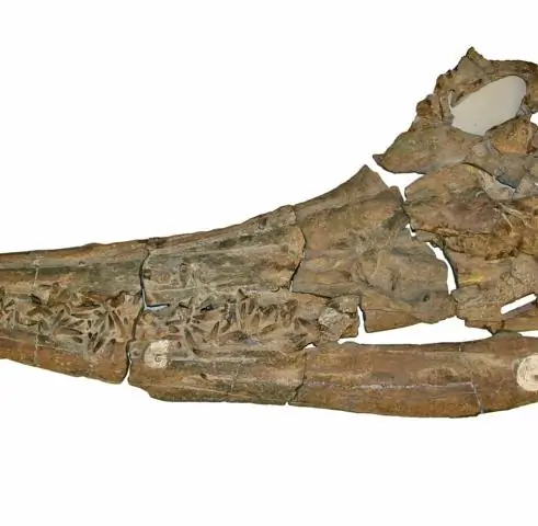 Пернатые динозавры оказались еще более пушистыми, чем мы думали