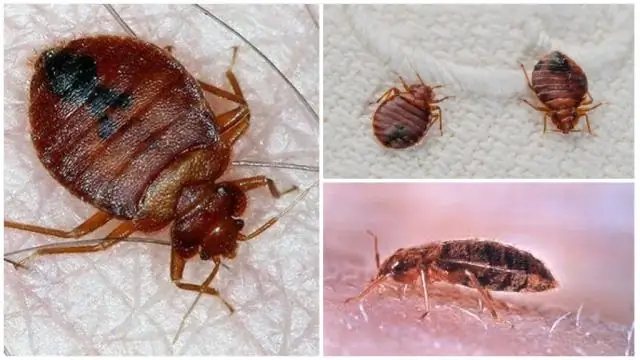 Как кровососущие насекомые находят в темноте темношерстный скот