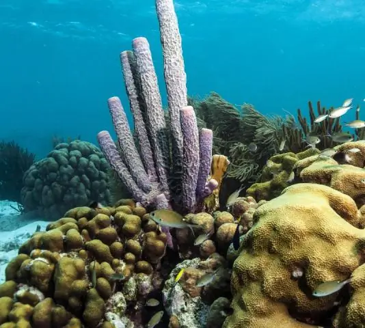 Скромные губки - наши самые глубокие предки: спор в эволюционной биологии решен