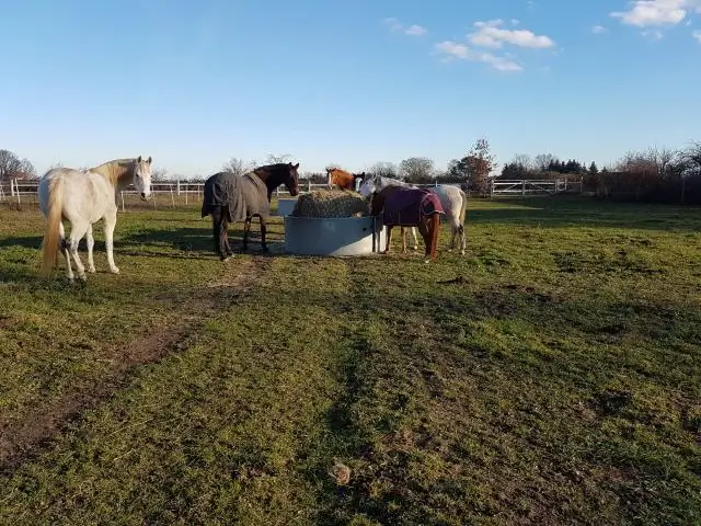 Паразитические черви не просто ждут, чтобы их проглотили новые хозяева: нематода, заражающая мышей, может использовать сигналы запаха, чтобы увеличить шансы распространения через пищу