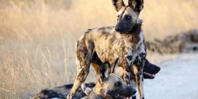 Охраняемая территория Африки спасает исчезающую мегафауну