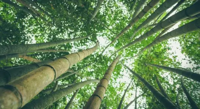 Взаимодействие грибков под землей с деревьями помогает объяснить вторжение неместных растений