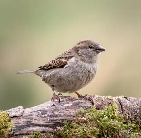 Ученые отслеживают акул, собирая фрагменты ДНК из моря