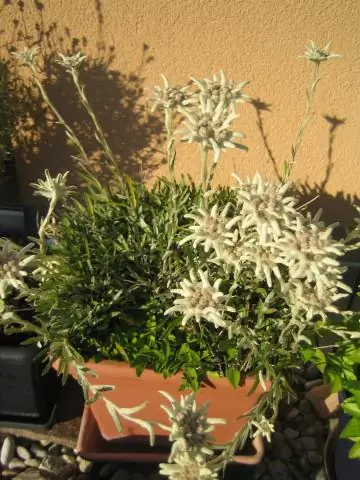 Землетрясения в Гималаях сильнее, чем в Альпах, потому что тектонические плиты сталкиваются быстрее