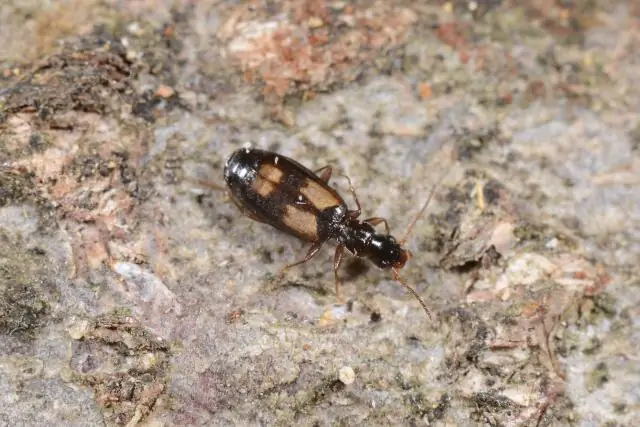 Яркие цвета жуков используются для маскировки, а не для предупреждения хищников: первое исследование по изучению окраски жуков в их естественной среде обитания привело к открытию