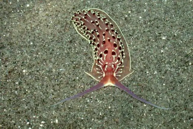 Инвазивные растения обладают беспрецедентной способностью заселять новые континенты и климат: эти виды представляют больший глобальный риск, чем считалось ранее